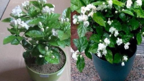 茉莉花怎么养,香气四溢的养生之道”