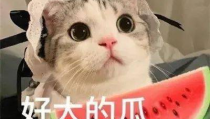 娱乐吃瓜君网红虐猫,娱乐吃瓜君引发社会热议